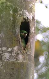 Golden Plumed Parakeet