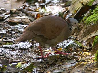 White Throated Quail Dove