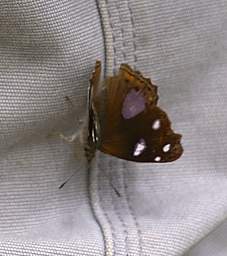Butteryfly Xxx