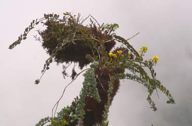 Flowers In Tree