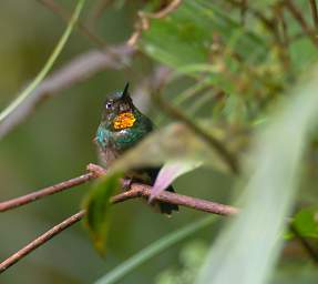 Flame Throated Sunangel