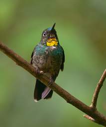 Flame Throated Sunangel