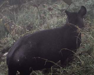 Casa Simpson Mountain Tapir