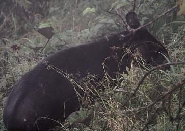 Mountain Tapir