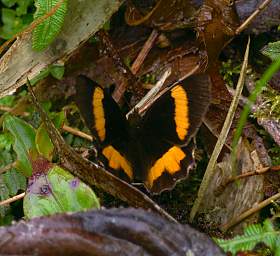 Butterfly Xxx Orange
