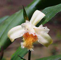 Flower Xxx White