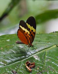  Numata Longwing Heliconius Numata Euphone
