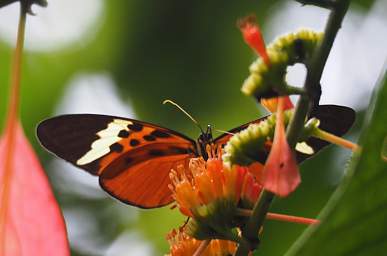  Numata Longwing Heliconius Numata Euphone