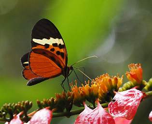  Numata Longwing Heliconius Numata Euphone