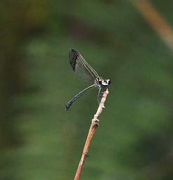 Bug Xxx Dragonfly