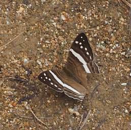  White Banded Daggerwing Marpesia Crethon