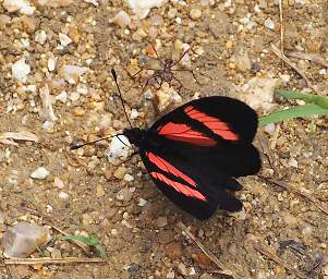  Scarlet Leafwing Siderone Galanthis
