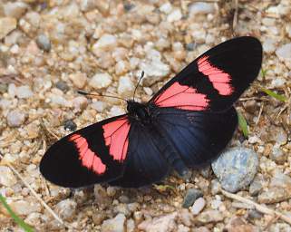  Red Banded Altinote Altinote Dicaeus