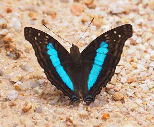  Cherubina Emperor Doxocopa Laurentia Cherubina