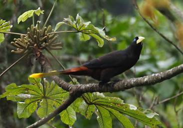 Crested Oropendola