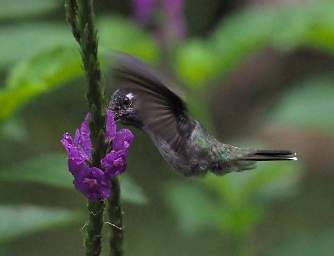 Bird Xxx Hummingbird