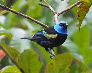 Blue Necked Tanager