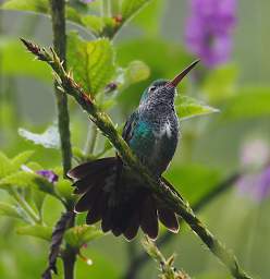 Violet Fronted Brilliant