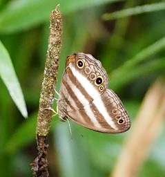  Banded White Ringlet Pareuptychia Ocirrhoe