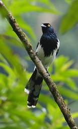 Magpie Tanager