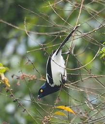 Magpie Tanager