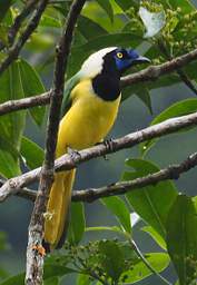 Inca Jay