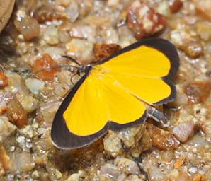Copalinga Moth Saffron Playboy Xanthiris Flaveolata