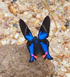  Blue Doctor Rhetus Periander