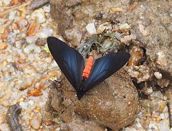  Pink Bodied Altinote Altinote Nelius