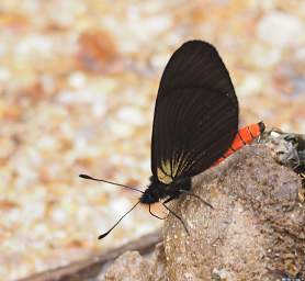  Pink Bodied Altinote Altinote Nelius