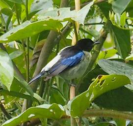 Golden Collared Honeycreeper