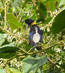 Golden Collared Honeycreeper