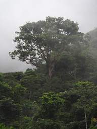 Copalinga Tree