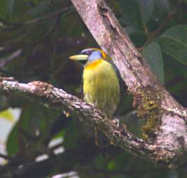 Red Headed Barbet F