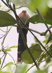 Squirrel Cuckoo