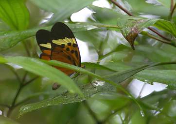 Numata Longwing Heliconius Numata Euphone