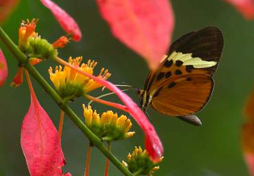  Numata Longwing Heliconius Numata Euphone