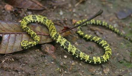 Copalinga Snake Speckled Forest Pitviper