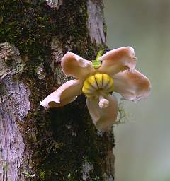 Flower Xxx Yellow