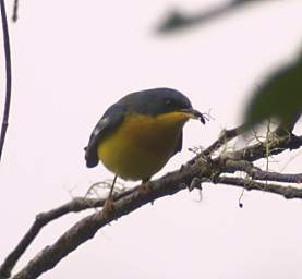 Tropical Parula