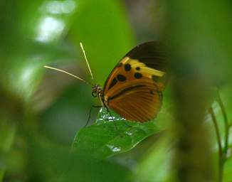  Numata Longwing Heliconius Numata Euphone
