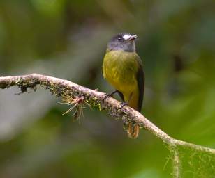 Copalinga Podocarpus Park Bird Ornate Flycatcher