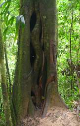 Copalinga Podocarpus Park Tree WRoots