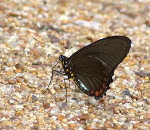  Lycidas Swallowtail Batis Lycidas