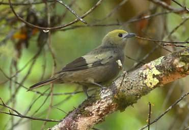Palm Tanager