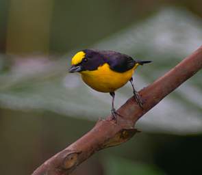 Thick Billed Euphonia