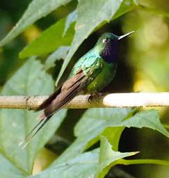 Xxx Hummingbird