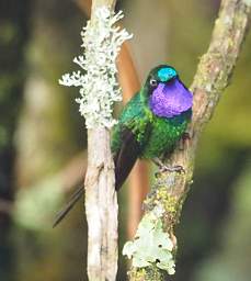 Purple Throated Sunangel