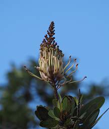 Jorupe Blossom
