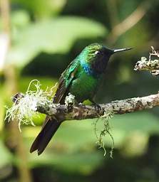 Purple Throated Sunangel
